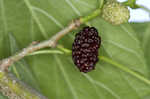 Red mulberry